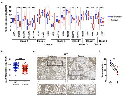 Prognostic Value and Potential Immunoregulatory Role of SCARF1 in Hepatocellular Carcinoma